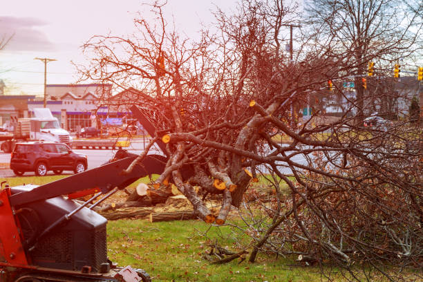 Fort Sumner, NM Tree Care Company